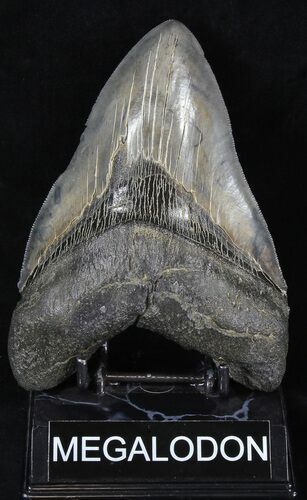Huge, Serrated Megalodon Tooth - South Carolina #30660